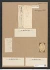 Amphiprora gigantea Grun. (de-Toni-Nr.: Genus 29, Species 1318) Zeichnungen Sammlung Grunow Nr. 2543 (NHMW-BOT-W0369717)